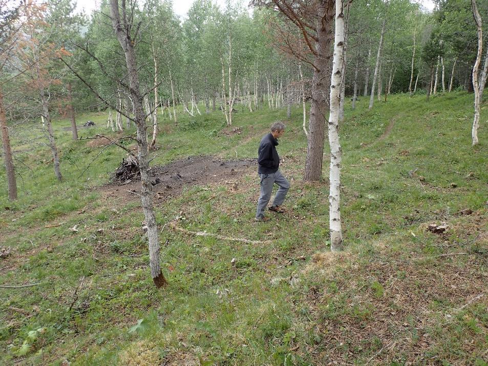 I Ålbusgjelan er det foretatt omfattende restaurering med skogtynning og buskrydding de siste to årene.