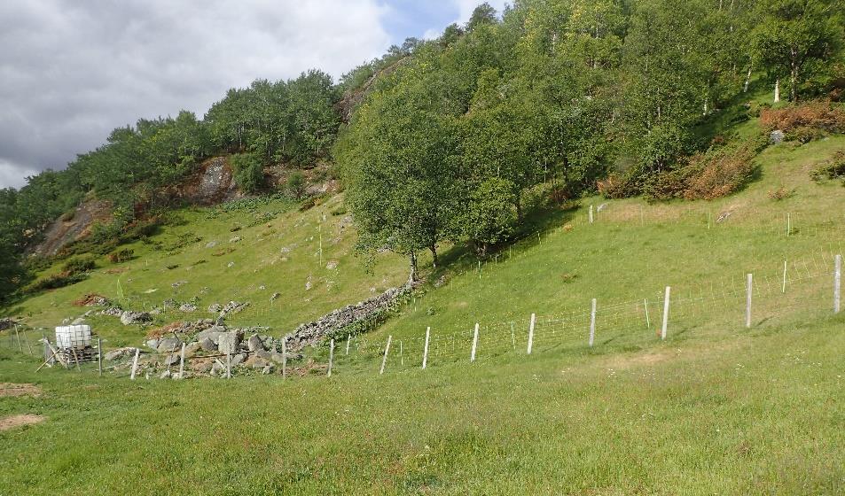 Bilder På Høgvamran er to atskilte områder inngjerdet med elektrisk gjerde, og disse er noe utvidet