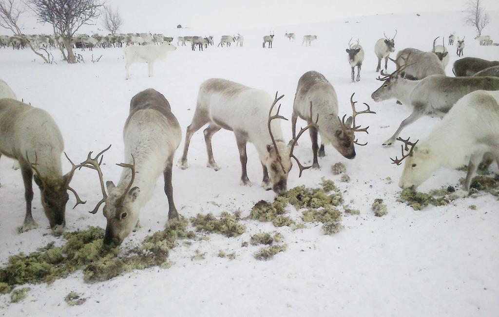 Dersom du har tilgang på lav, vil innblanding av lav i tilleggsfôret de første dagene gjøre at reinen raskere begynner å spise av fôret.