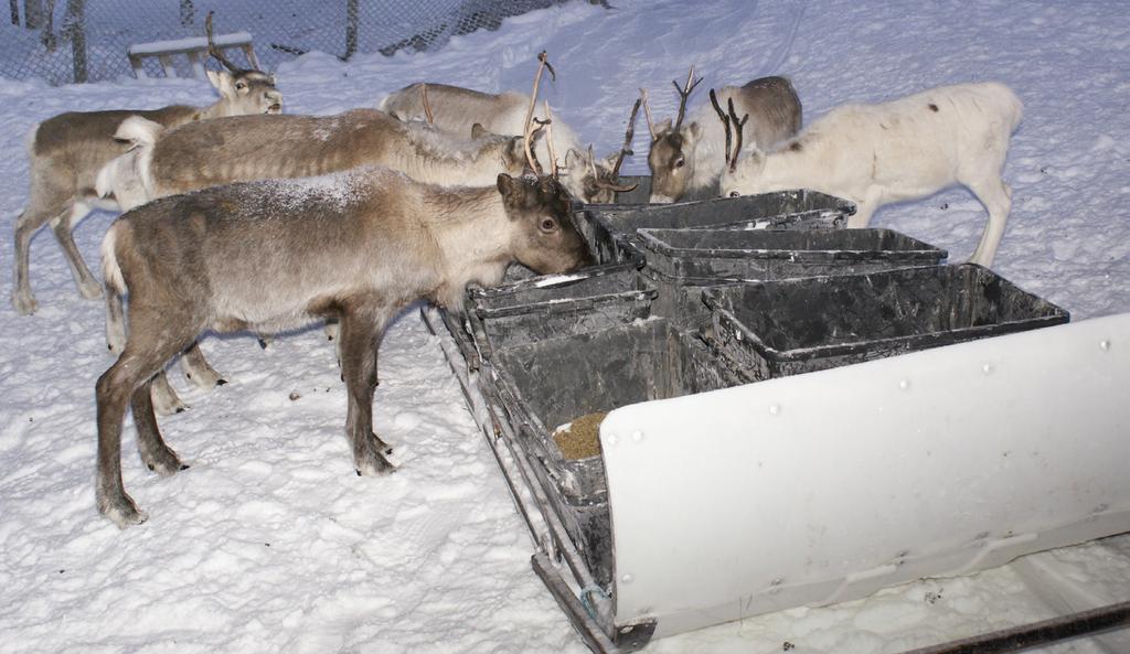 Slede for transport av tilleggsfôr. Foto Erlend Winje, NIBIO verdi som tilleggsfôr for rein. Fôr fra 2. slått, som er rik på blader, kan også benyttes.