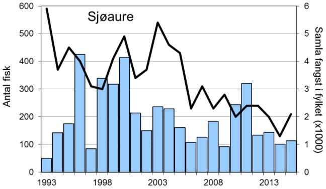 Etter at villaksen har vore freda sidan tidleg på 1990-talet, vart det opna for ordinært fiske i 2003. I rekordåret 2005 vart det fanga 277 laks, langt meir enn noko anna år.