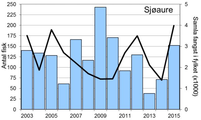 Sidan 2009 har ein del av sjøaurane vorte sette ut att i elva, i 2015 utgjorde det 26 % (40 fisk). Desse er inkludert i fangsten (figur 1).