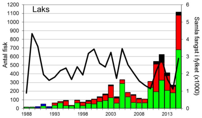 Skjel 2015 FANGST OG SKJELPRØVAR I STORELVA I ARNA Fangststatistikk I perioden 1988-2015 var gjennomsnittleg årsfangst 202 laks og 104 sjøaurar.