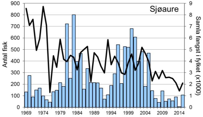 Fangsten av sjøaure har vore låg dei siste åra. I 2015 vart det fanga 106 sjøaure (snittvekt 1 kg), medan snittet for heile perioden er 249 sjøaure per år.