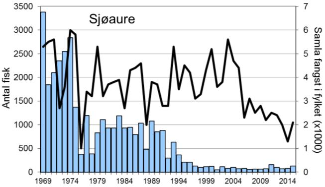 I 2015 vart det fanga 132 sjøaure, det nest beste resultatet sidan 1997. I perioden 1969-2000 var gjennomsnittleg årsfangst 33 laks (snittvekt 4,9 kg). Villaksen har vore freda f.o.m. 2001, fangstane av laks etter dette er rømt oppdrettslaks eller gjenutsett villaks.