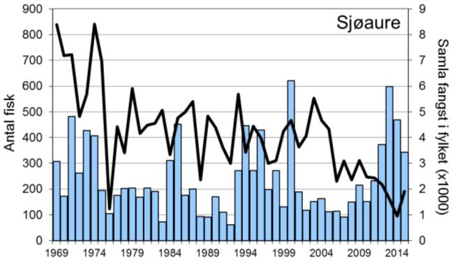 Etter rekordfangsten i 2000 (620 fisk), var fangstane låge ein del år, men utviklinga dei siste åra har vore svært positiv.