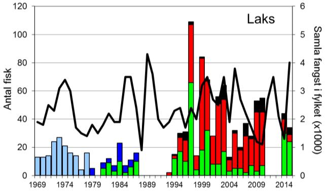 Skjel 2015 Fangststatistikk FANGST OG SKJELPRØVAR I KINSO I perioden 1969-2010 har laksefangstane variert mellom 2 og 109, med eit gjennomsnitt på 28 laks per år.