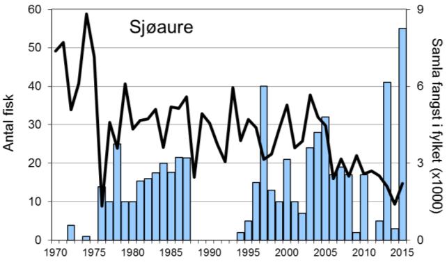 Elva var totalfreda i 2011. Sidan 2009 har ein del av sjøauren vore sett ut att i elva, i 2015 var det heile 93 % (51 av 55 sjøaure).