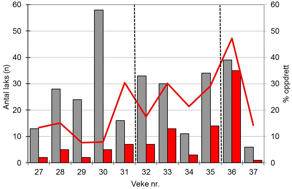 1.2.3. Fangst av rømt oppdrettslaks gjennom sesongen antal og storleiksfordeling I veke 27-38 (ca. 1. juli-15. september) vart det teke skjelprøvar av til saman 292 villaks og 94 rømte oppdrettslaks.