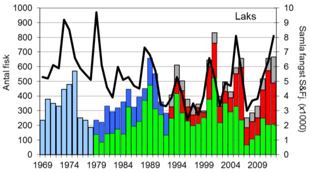 Fangstane av sjøaure har stort sett auka jamt frå midt på 1980-talet, men dei siste fem åra har fangstane vore låge.