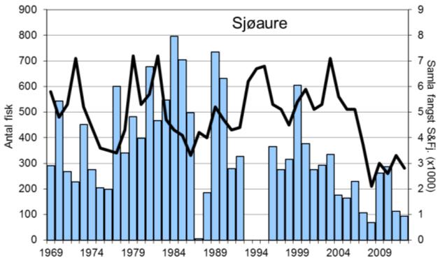 Sjøauren var freda i 1993-1995, snittfangst sidan 1996 har vore 255 sjøaure per år. I 2012 vart det fanga 94 sjøaure (figur 1, stolpar), det nest dårlegaste resultatet sidan 1996.