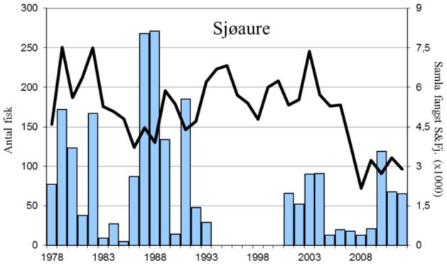 Sjøauren var freda i 1994-2000, i 2001 vart det opna for eit avgrensa fiske, og frå 2003 var det fritt fiske av sjøaure. I 2012 vart det fanga 65 sjøaure (snittvekt 1,1 kg). I 2010 vart ca.