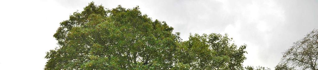 Figur 15. I hagen vokser det store, ornamentale trær av platanlønn, ask og andre løvtrær. På trestammene er det mange sjeldne lav- og mosearter. Østensen.