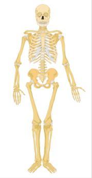 Osteopeni, osteoporose, insuffisiensfrakturer og stressfraktuer Nils Vetti Muskelskjelettseksjonen Radiologisk avdeling Skjelettet n = ca