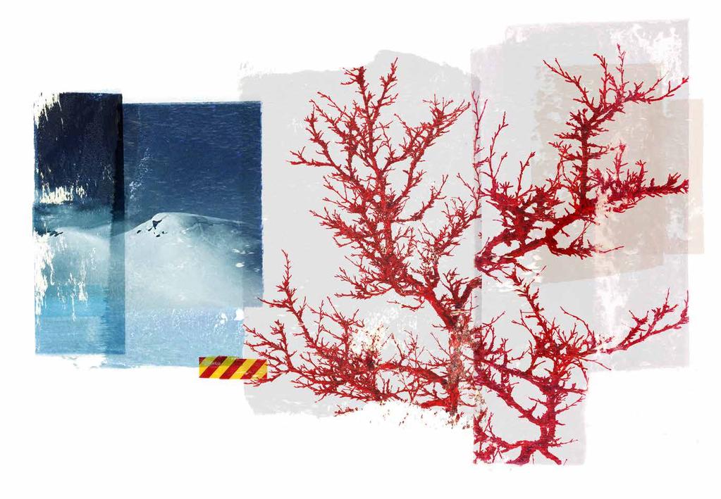 Printsession Idem Paris / Sep 2015: Reservoir / Red Birch ( Setesdal )