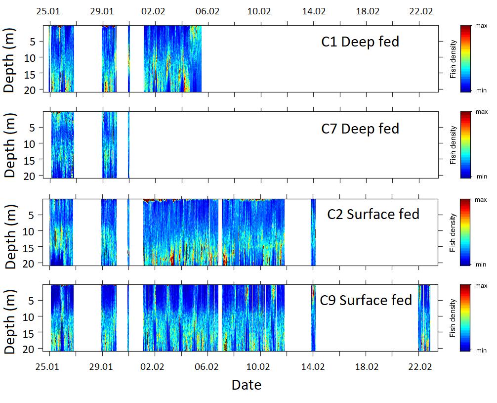 3 Resultat og diskusjon SVØMMEDYP Grunnet tekniske problemer ble ekkodata for å estimere svømmedyp bare samlet inn under få dager i begynnelsen av forsøksperioden (Fig. 3).
