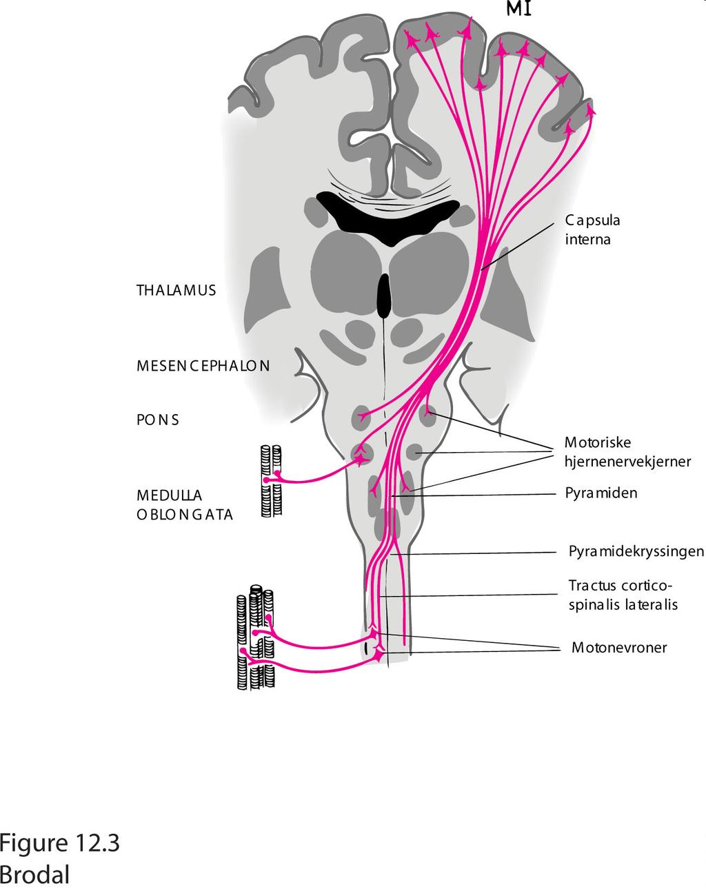 Corticospinale baner M1 (pyramidebanen) Capsula interna Corticobulbære og corticospinale baner.