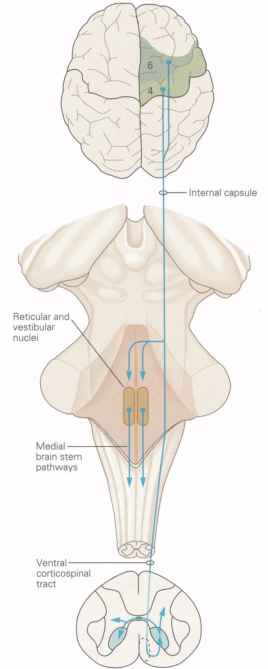 Pyramidebanen BA = Brodmann area 6 4 Tractus corticospinalis ventralis (VCT): Capsula interna 1/4 av pyramidebanens fibre krysser ikke midtlinjen og danner VCT Descenderer i