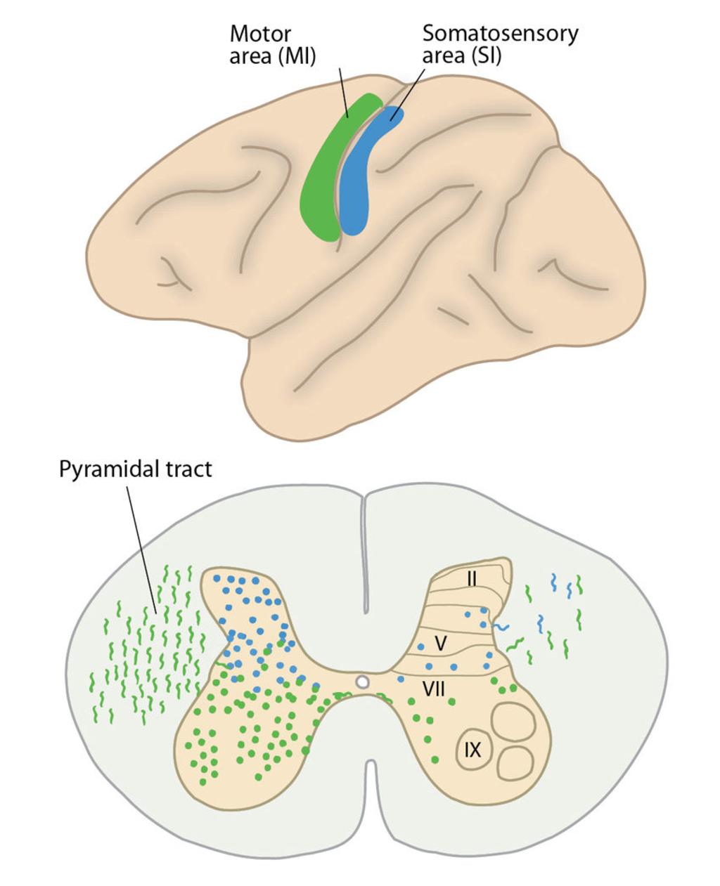 Endeområder i medulla spinalis for kortikospinale fibre Pyramidebanenn Fibrene fra M1 ender lenger fortil enn fibrene fra S1 De ukryssede fibre De kryssede