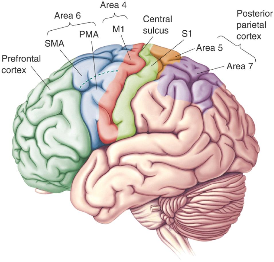 Motoriske barkområder: områder av neocortex som deltar i planlegging Prefrontal cortex og kontroll av frivillige bevegelser Area 6 SMA PMA Area 4 M1 Posterior parietal cortex Sulcus centralis S1 Area