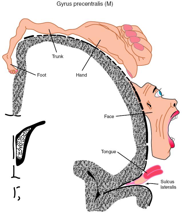 Somatotopi Gyrus precentralis (M1) Organization of the primary motor cortex (M1).