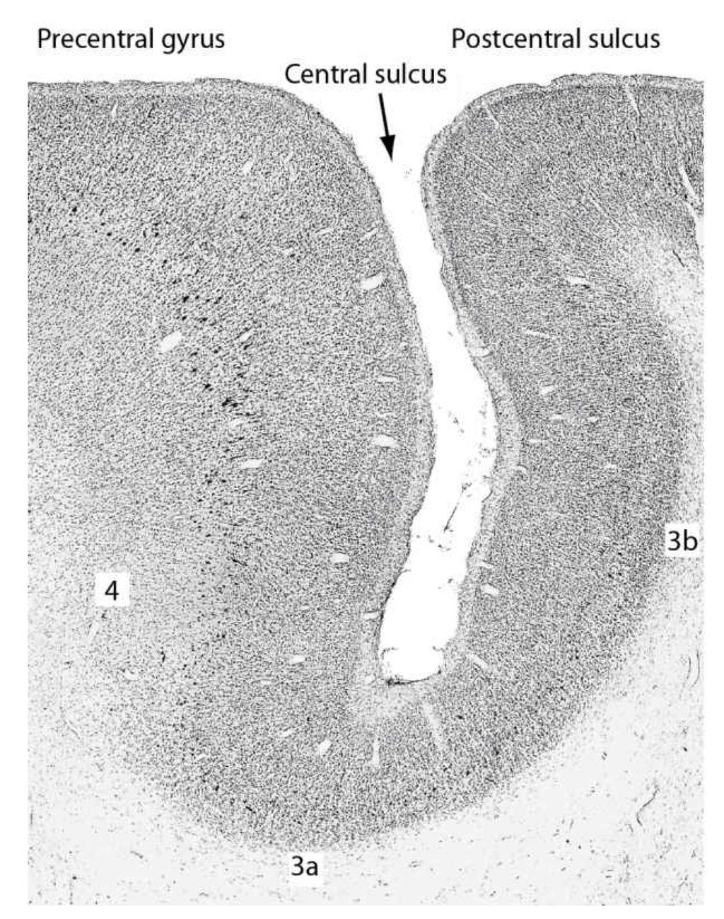 Cortex cerebri - M1 og S1 M1 Precentral gyrus S1 Postcentral gyrus Sulcus centralis Mikrofotografi av snitt gjennom gyrus pre- og postcentralis hos ape. Merk at barken i M1 er tykkere enn i S1.