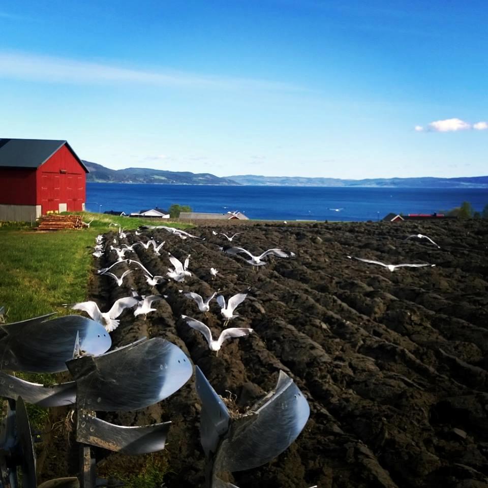 Underet på Viggja, på Hølonda, i Stjørdal, over alt