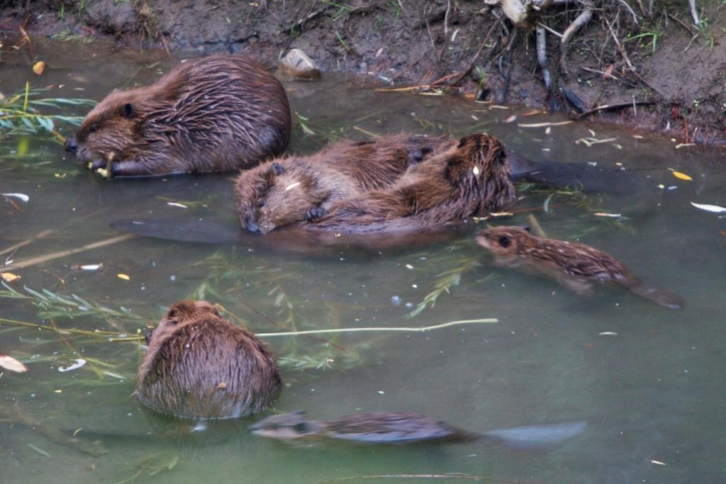 Kommunale mål for forvaltning av bever Krav om kommunale mål for