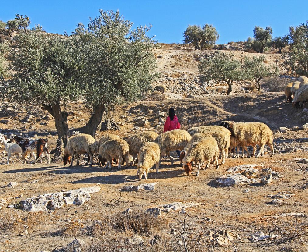 DAGSPROGRAMMET Dag 1. SØNDAG 21.10 NORGE ISRAEL Avreise fra Gardermoen kl. 12.00 via Istanbul til Ben Gurion flyplass utenfor Tel Aviv.