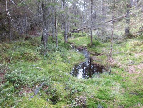 Figur 4: Miljøbilder fra sumpen. Arter nederst er randkvistlav (vestre) på berg, og gammelgranlav på eldre stamme. Foto: Sigve Reiso.