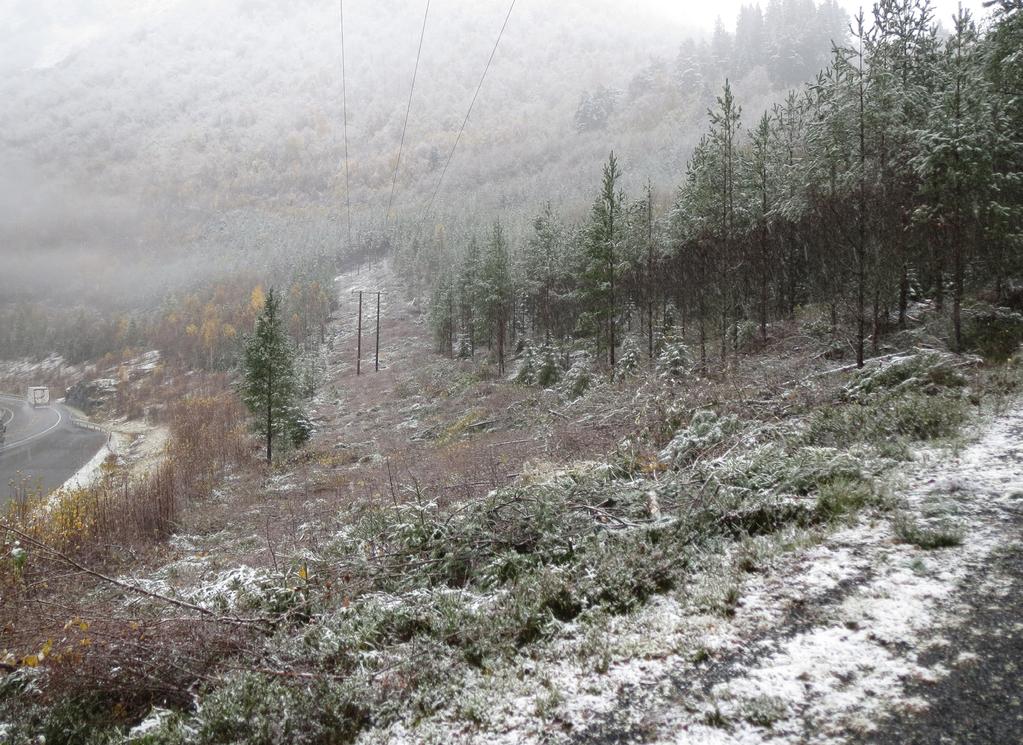 VOL. 4 - NR. 20 - JUNI 2018 Ungskogfelt langs kraftlinje i Ørsta hvor man har gjennomført avstandsregulering for å få utviklet sterke trær for framtida. Foto: Hans Peter Eidseflot, MøreNett.