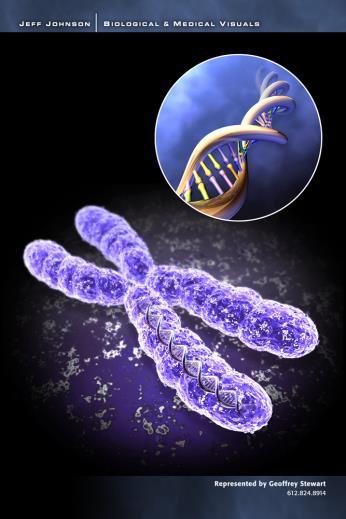 Eggceller og sædceller I hver celle vi har i kroppen har vi to kopier av hvert gen; et fra mor og et fra far.