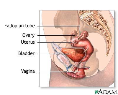 Anatomi kvinnelige kjønnsorganer Indre kjønnsorganer Skjede/vagina Livmor (uterus) Eggledere Eggstokker (ovariene) Skjede/vagina
