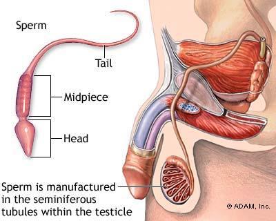 Testikler og prostata Testikler Testiklene ligger inne i skrotum.