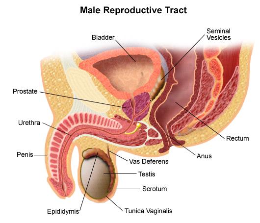 Sædceller/spermier Dannes og modnes i testiklene hele livet. Siste del av modningen foregår i bitestikkelen, som er en lang, sammenkrøllet kanal utenpå testikkelen.