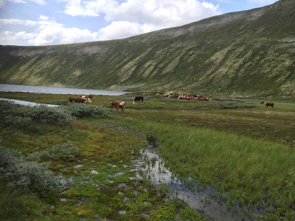 INFORMASJON FRÅ LANDBRUKSKONTORET I NORD-FRON