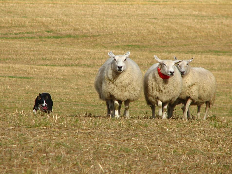 i bruk av gjeterhund Raseklubb