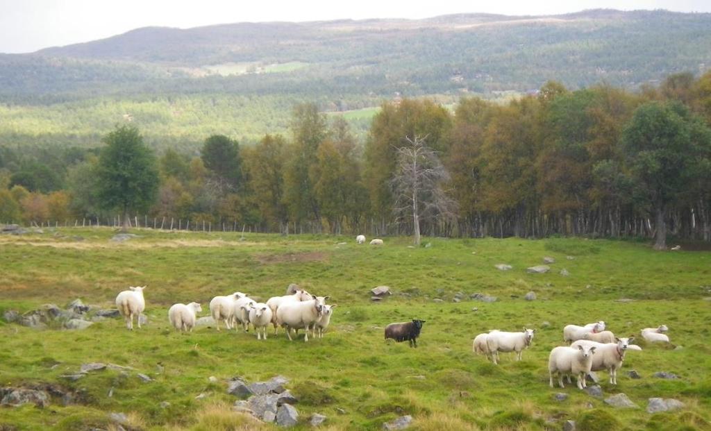 Utmark- og beitebruk Bistå og ivareta beitebrukernes interesser: Beitebruk og utmarksressurser Rovvilt Arealkonflikt i