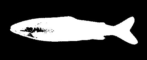 Smolt (sjøvann) (A) Tørket