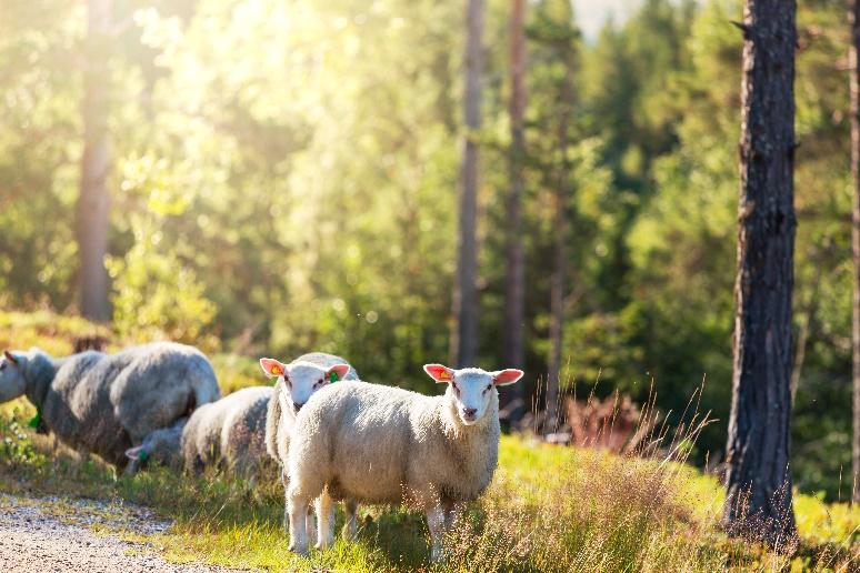 avlingssvikt sammenlignet med melkeprodusenter.