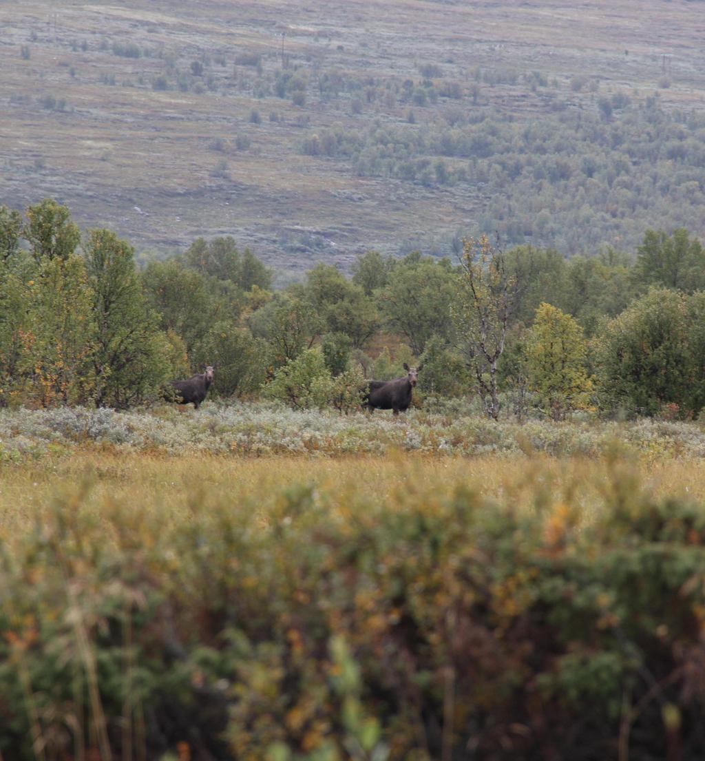 DRIFTSPLAN FOR HJORTEVILT I DOVRE ELG HJORT RÅDYR FOR