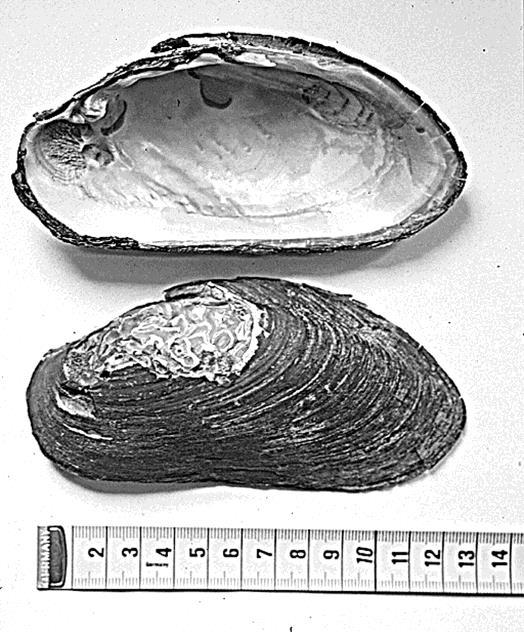 1 Innledning 1.1 Definisjon av elvemusling Elvemusling (Margaritifera margaritifera) hører til bløtdyrene (Mollusca) som består av ca. 50000 nålevende og ca. 35000 fossile arter.