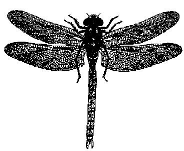 1.4 Steinfluer (Fig. 1.4) Steinfluenymfer har to haletråder, og mangler gjeller på bakkroppen. De voksne steinfluene har mørke vinger som bæres sammenrullet om kroppen.