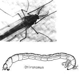1.7 Fjærmygg (Fig. 1.7) Fjærmygg Chironomidae er en stor gruppe som omfatter mange familier, slekter og arter. Larvene er lette å kjenne igjen.