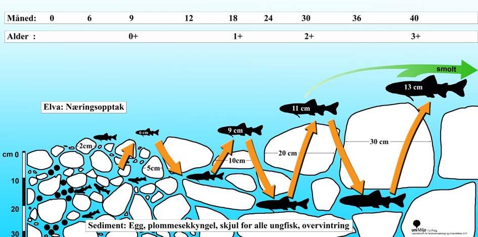 4.0 Diskusjon Kartleggingen tilsier at det generelt er dårlige skjulmuligheter i elvebunnen for eldre ungfisk i den undersøkte strekningen fra Kuvelda og ned til sjøen.