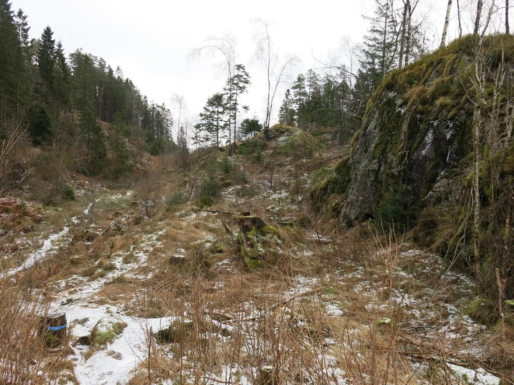 Langelandskogen Bilde 5. Dalbunn med bergnabber ca.