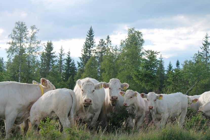 Charolais Rangering www.charolais.