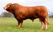 Ny import Limousin 72240 JPEG PP Hornanlegg Homozygot kollet Dosepris 405 Født 24.10.