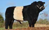 morgeenskaper. Fødselsforløp kalvingsevne Tilvekst Fruktbarhet - Ny import Belted Galloway 79512 WHITEPOOL ccoy Hornanlegg Kollet Dosepris 355 Født 10.08.