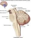 Lillehjernen (cerebellum) Lillehjernen får beskjed om alle bevegelser som ønskes utført samtidig som den får informasjon om faktisk